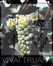 Foto di un grappolo d'uva di Chardonnay GM3